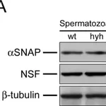 Merck Monoclonal Anti-β-Tubulin antibody produced in mouse