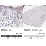 Merck Anti-POU2F3 antibody produced in rabbit