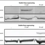 Merck Anti-γ-Tubulin antibody produced in rabbit