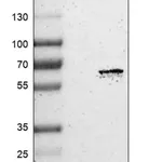 Merck Anti-USP30 antibody produced in rabbit