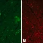 Merck Anti-Vinculin antibody produced in rabbit