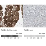Merck Anti-FLNC antibody produced in rabbit
