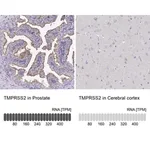 Merck Anti-TMPRSS2 antibody produced in rabbit