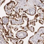 Merck Anti-ATF3 antibody produced in rabbit