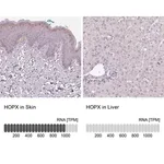 Merck Anti-HOPX antibody produced in rabbit