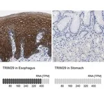 Merck Anti-TRIM29 antibody produced in rabbit
