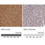 Merck Anti-SOD1 antibody produced in rabbit