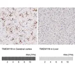 Merck Monoclonal Anti-TMEM119 antibody produced in mouse
