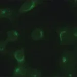 Merck Anti-TGN46 antibody produced in rabbit