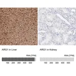 Merck Anti-ARG1 antibody produced in rabbit
