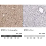 Merck Anti-S100B antibody produced in rabbit