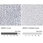 Merck Anti-ABCB11 antibody produced in rabbit