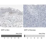Merck Anti-MITF antibody produced in rabbit