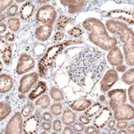 Merck Anti-EMX1 antibody produced in rabbit