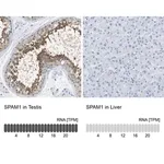 Merck Anti-SPAM1 antibody produced in rabbit