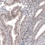 Merck Anti-RBM7 antibody produced in rabbit