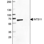 Merck Anti-INTS11 antibody produced in rabbit