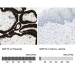 Merck Anti-GDF15 antibody produced in rabbit