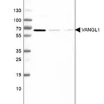 Merck Anti-VANGL1 antibody produced in rabbit