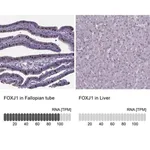 Merck Anti-FOXJ1 antibody produced in rabbit
