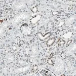 Merck Anti-GATA2 antibody produced in rabbit