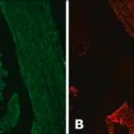 Merck Anti-Desmin antibody produced in rabbit