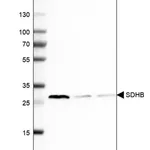 Merck Anti-SDHB antibody produced in rabbit