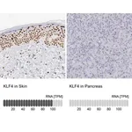 Merck Anti-KLF4 antibody produced in rabbit