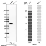 Merck Anti-APOL1 antibody produced in rabbit