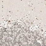 Merck Anti-SON antibody produced in rabbit