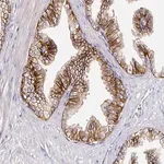 Merck Anti-CD47 antibody produced in rabbit