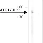Merck Anti-Atg1/ULK1 antibody produced in rabbit