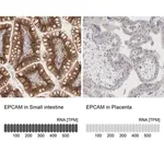 Merck Anti-EPCAM antibody produced in rabbit