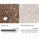 Merck Anti-POR antibody produced in rabbit