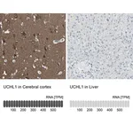 Merck Anti-UCHL1 antibody produced in rabbit