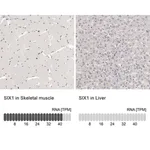 Merck Anti-SIX1 antibody produced in rabbit