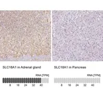 Merck Anti-SLC18A1 antibody produced in rabbit