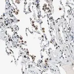 Merck Anti-MAFB antibody produced in rabbit