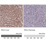 Merck Anti-PAH antibody produced in rabbit