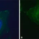 Merck Anti-Dopamine Transporter (N-terminal) antibody produced in rabbit
