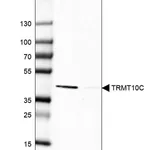 Merck Anti-TRMT10C antibody produced in rabbit
