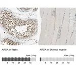 Merck Anti-ARSA antibody produced in rabbit