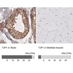 Merck Anti-TJP1 antibody produced in rabbit