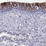 Merck Anti-CDHR3 antibody produced in rabbit