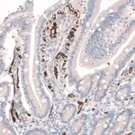 Merck Anti-PLVAP antibody produced in rabbit