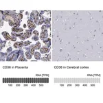 Merck Anti-CD36 antibody produced in rabbit