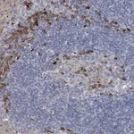 Merck Anti-CCR4 antibody produced in rabbit