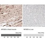 Merck Anti-MFGE8 antibody produced in rabbit