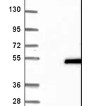 Merck Anti-VSX2 antibody produced in rabbit