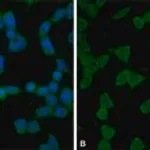 Merck Anti-phospho-YAP1 (pTyr357) antibody produced in rabbit